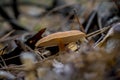 ÃÂ¡loseup of forest autumn one orange mushroom in macro Royalty Free Stock Photo